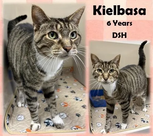 An adult medium-sized male Tabby (Brown / Chocolate) Domestic Short Hair cat named Kielbasa for adoption in Franklin, IN