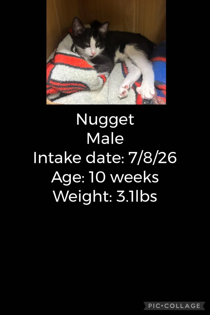 A baby small-sized male Black & White / Tuxedo Domestic Short Hair cat named Nugget for adoption in Staffordsville, KY