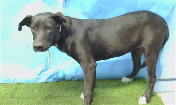 A young medium-sized female Labrador Retriever dog named A for adoption in Gardena, CA
