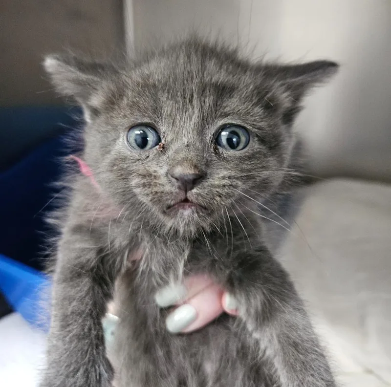 A baby small-sized female Domestic Short Hair cat named Aioli for adoption in Los Angeles, CA