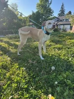 A young small-sized male Chihuahua dog named Jasper for adoption in Bothell, WA