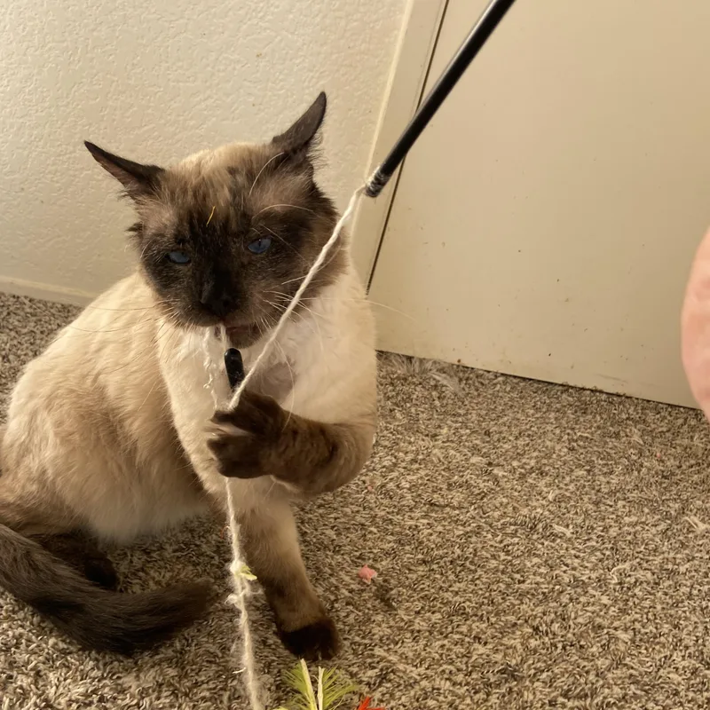 A baby large-sized female Seal Point Applehead Siamese cat named Bonita And Earl  for adoption in Mission Viejo, CA