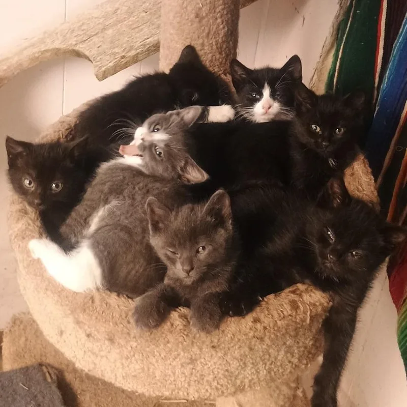 A baby small-sized female Black Domestic Short Hair cat named Almond for adoption in Chaska, MN