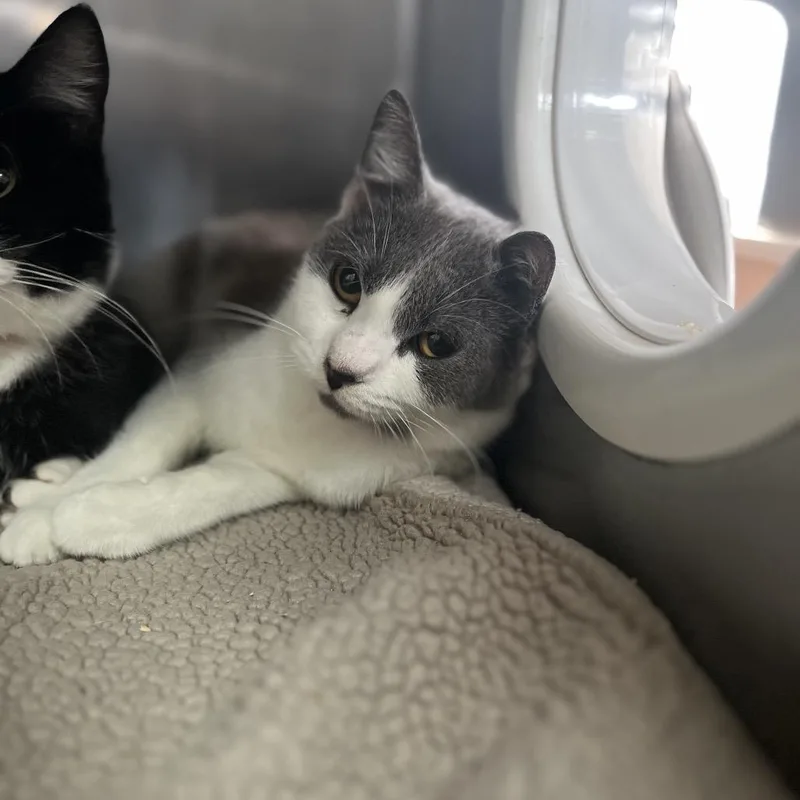 A young medium-sized female Gray / Blue / Silver Domestic Short Hair cat named Gabby for adoption in Lakeland, FL