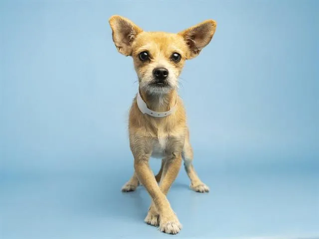 A young small-sized male Chihuahua dog named Ace for adoption in Phoenix, AZ
