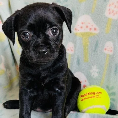 A baby small-sized female Black Chihuahua dog named Monica for adoption in Williston, FL