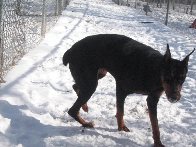 A young large-sized female Doberman Pinscher dog named Kendall for adoption in Barrington, IL