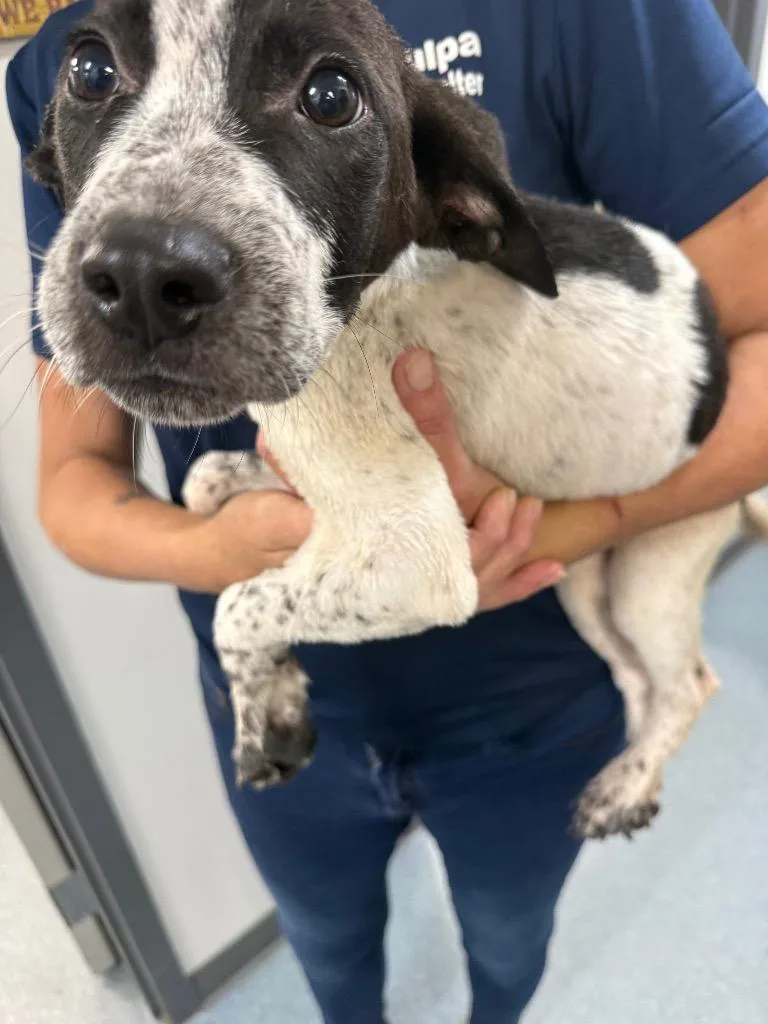A baby large-sized male Mixed Breed dog named Ben for adoption in Sapulpa, OK