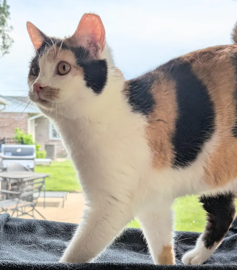 A young medium-sized female Calico Domestic Short Hair cat named Mz. Gee for adoption in Quincy, OH