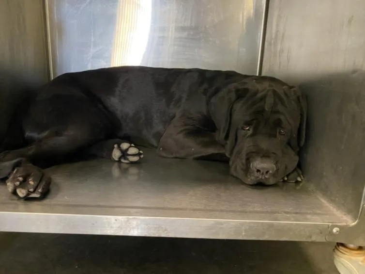 An adult extra large-sized male Mastiff dog named Matt for adoption in Los Angeles, CA