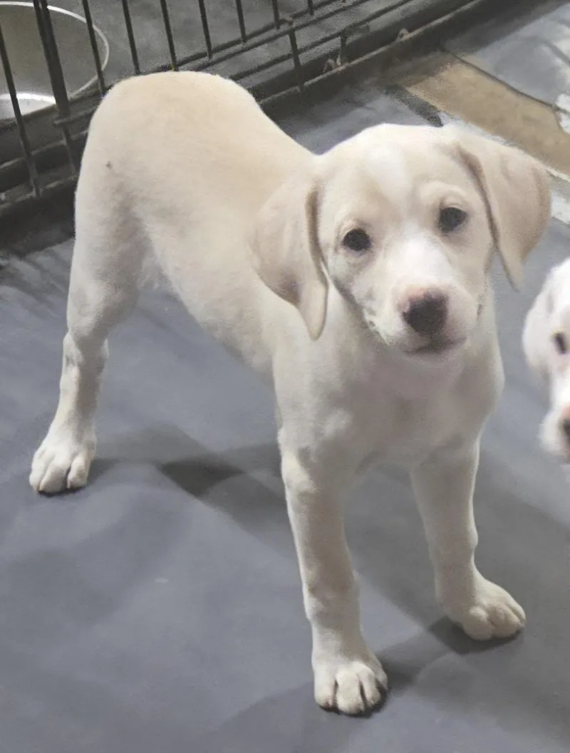 A baby medium-sized female Yellow / Tan / Blond / Fawn Labrador Retriever dog named Daffodil for adoption in Medfield, MA
