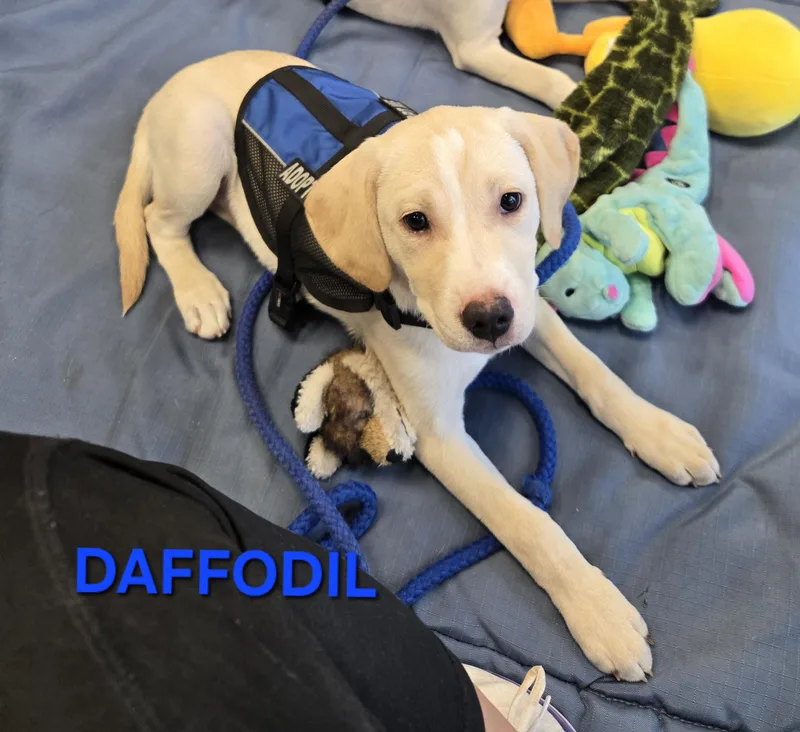 Daffodil thumbnail 5
