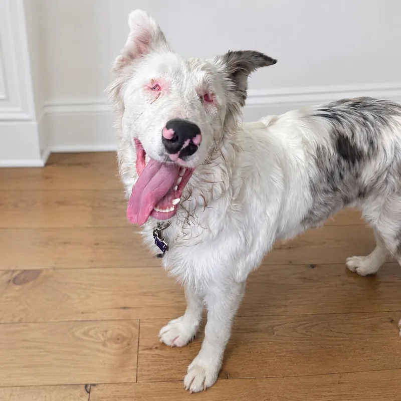 A young medium-sized female White / Cream Australian Shepherd dog named Amelia for adoption in Sonoma, CA