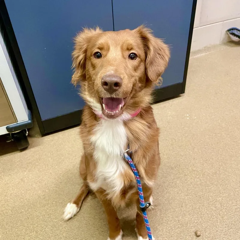 An adult medium-sized female Red / Chestnut / Orange Mixed Breed dog named Carmie for adoption in Chattanooga, TN
