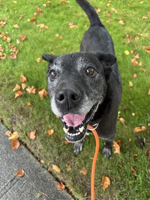 An adult large-sized male Labrador Retriever dog named Rocket for adoption in Kent, WA