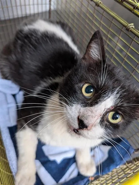 A young large-sized male Domestic Short Hair cat named Ruffian for adoption in San Antonio, TX