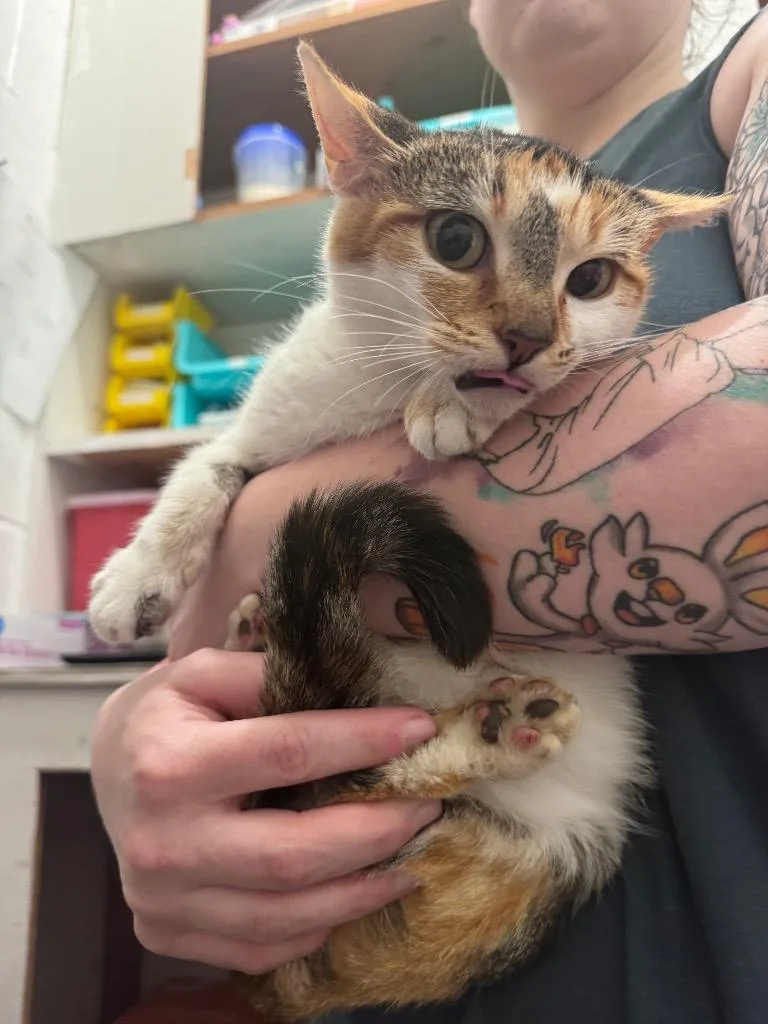 A young medium-sized female Domestic Short Hair cat named Pepper for adoption in Johnson City, TN