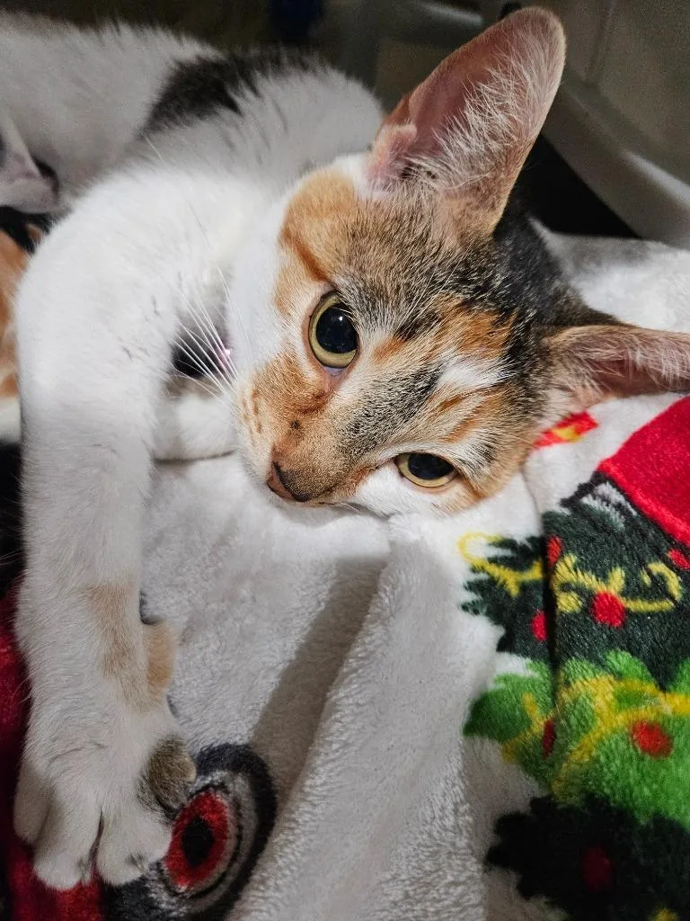 Pepper thumbnail 3