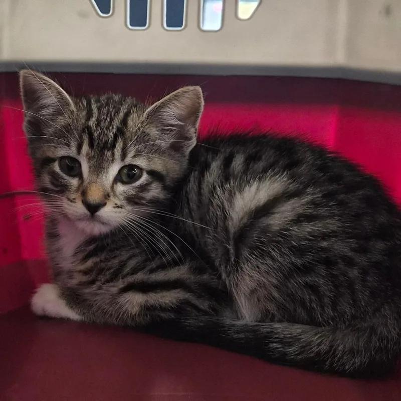 A baby small-sized male Brown / Chocolate Domestic Short Hair cat named Kylo for adoption in Montgomery, AL