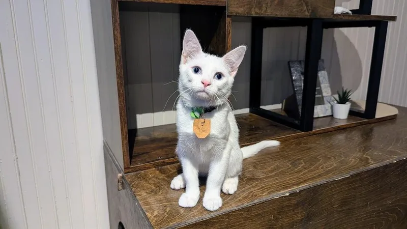 A baby medium-sized male Gray & White Domestic Short Hair cat named Emerson for adoption in Lewisburg, PA