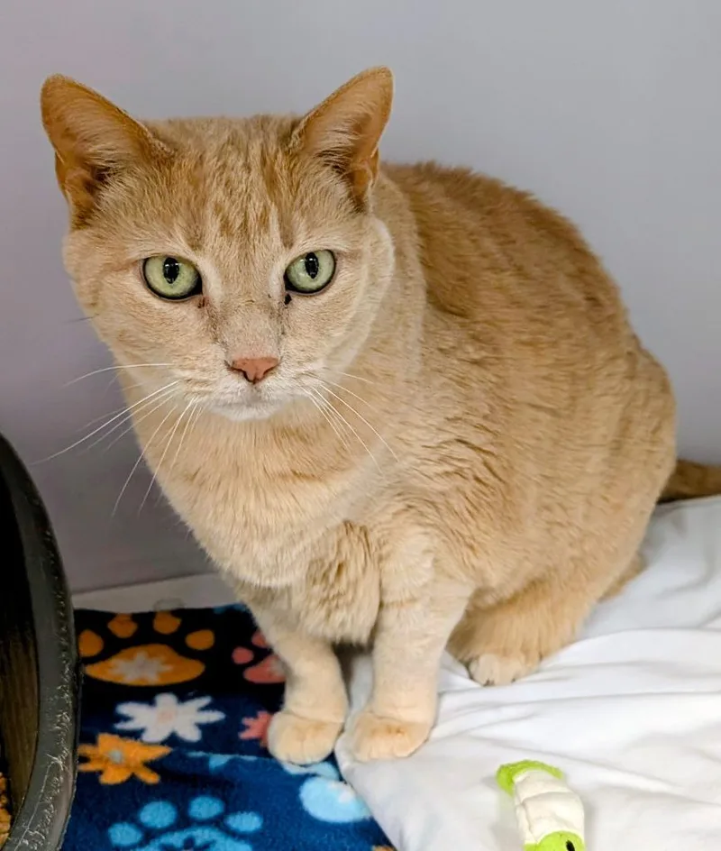A senior medium-sized female Domestic Short Hair cat named Roxy Girl for adoption in Peoria, AZ
