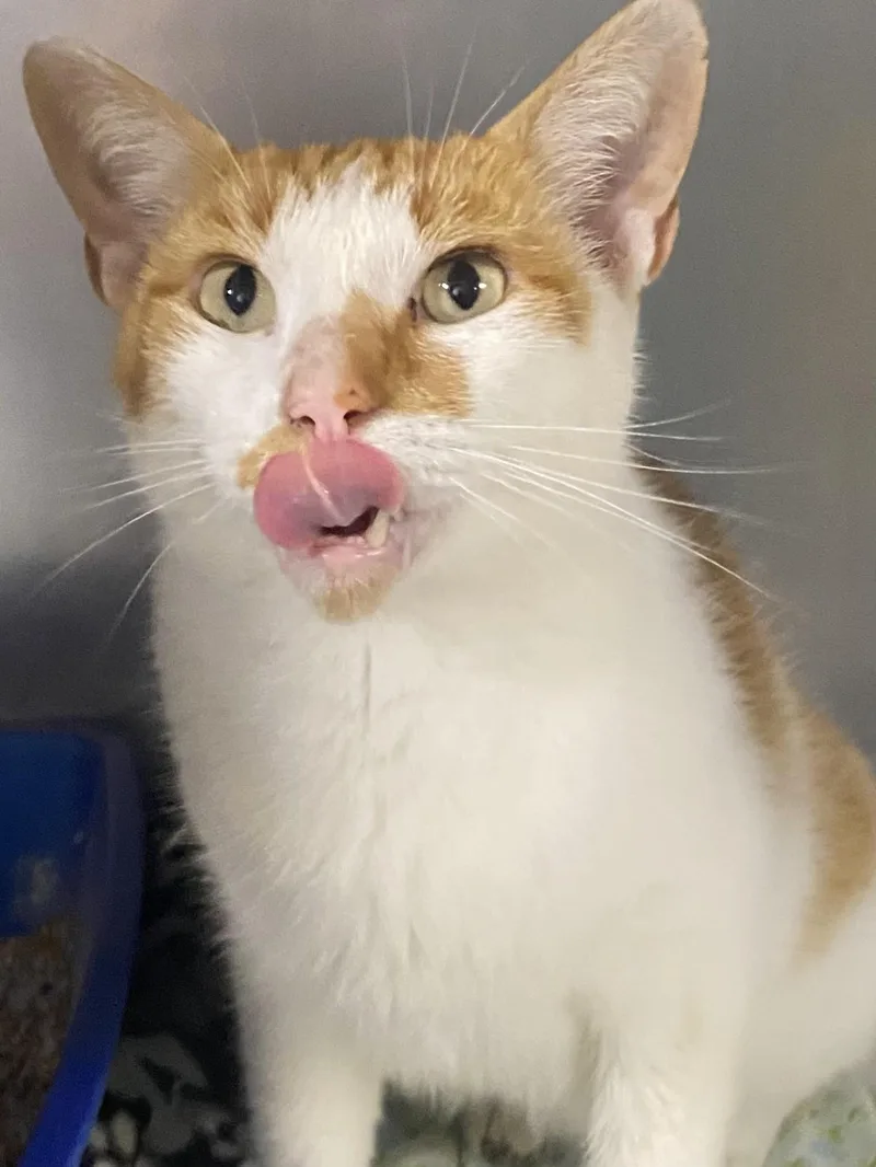 An adult medium-sized male Orange & White American Shorthair cat named Jessie for adoption in Spencer, IN