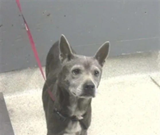 An adult small-sized female Parson Russell Terrier dog named Feather for adoption in Tallahassee, FL