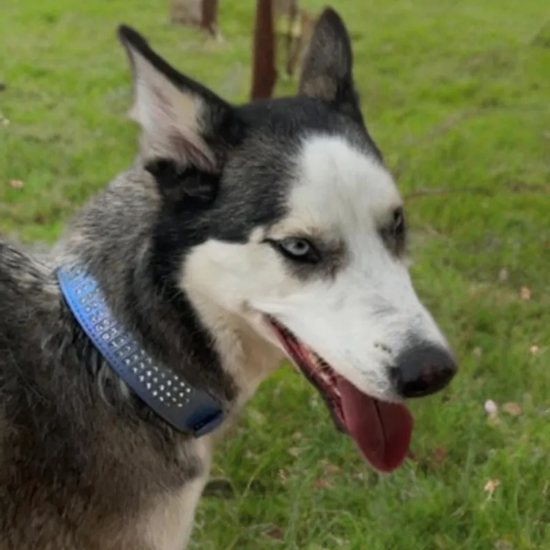 Sasha thumbnail 2