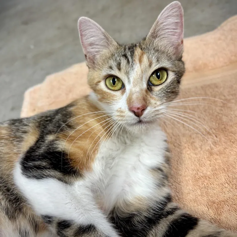 An adult medium-sized female Brown / Chocolate Domestic Short Hair cat named Cori for adoption in Los Angeles, CA