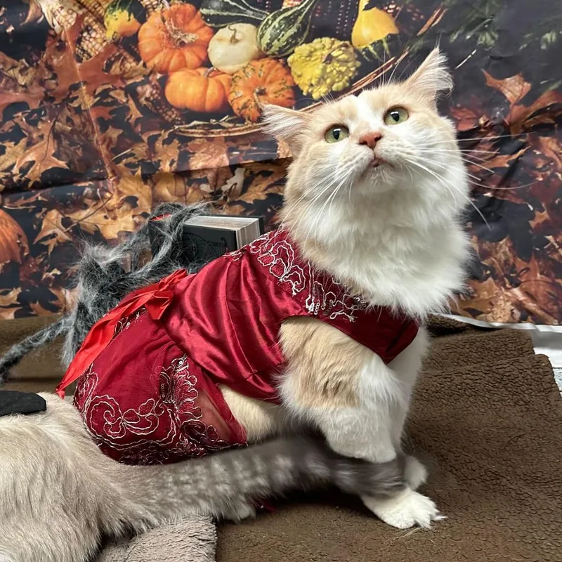 A senior large-sized female Buff / Tan / Fawn Domestic Long Hair cat named Bird for adoption in Dayton, OH