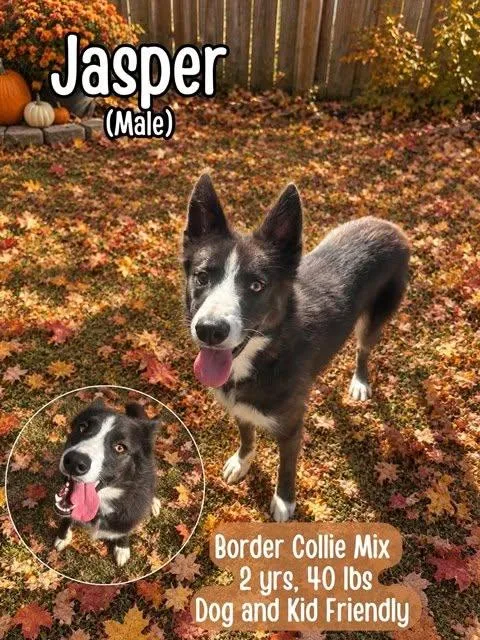 A baby medium-sized male Border Collie dog named Jasper for adoption in Coatesville, PA