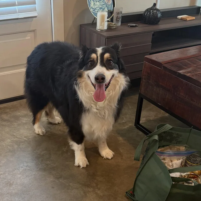 Finnegan thumbnail 2