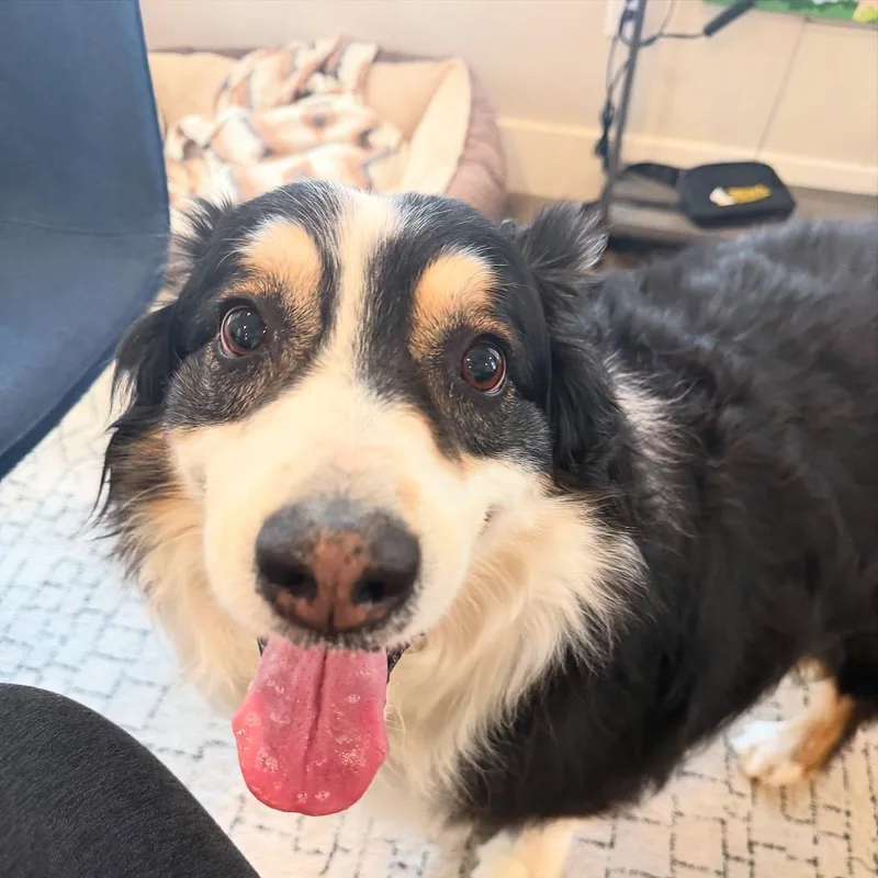 Finnegan thumbnail 3