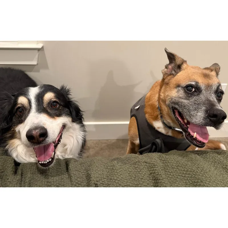 Finnegan thumbnail 4