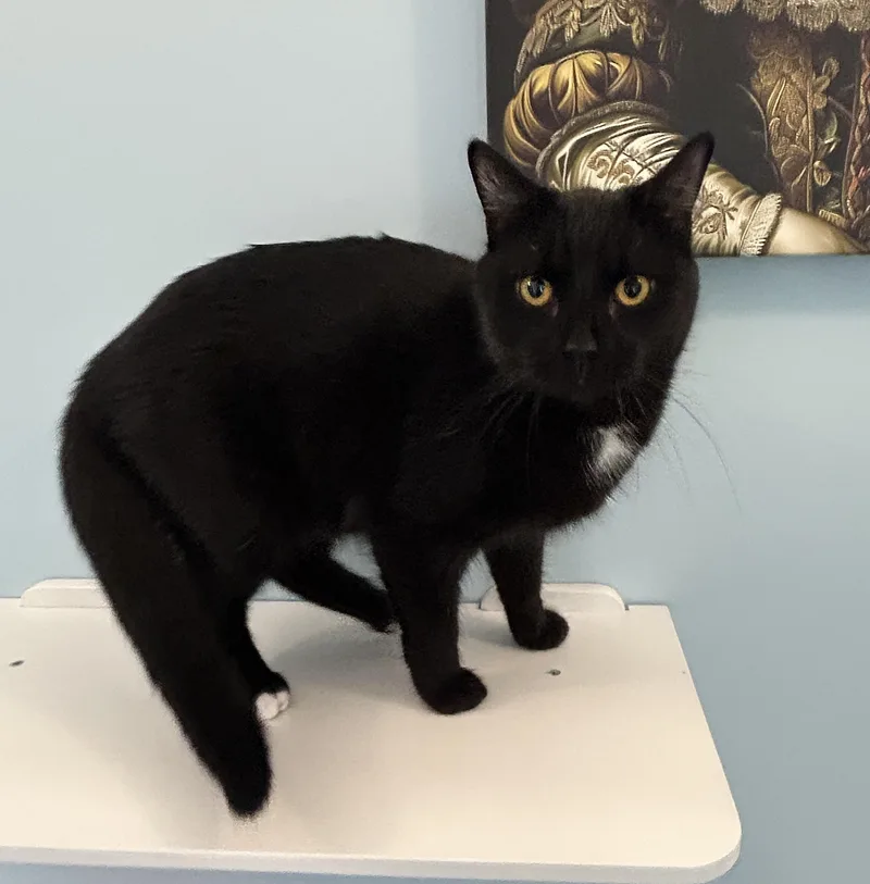 A young medium-sized male Black Domestic Short Hair cat named Lucky for adoption in Fairfax, VA