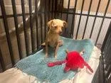An adult small-sized male Chihuahua dog named Peanut for adoption in Newport, KY