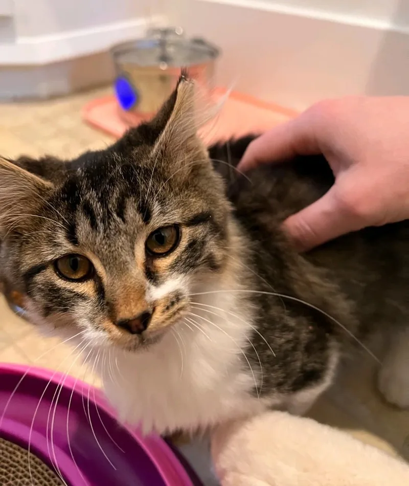 A baby medium-sized male Domestic Medium Hair cat named Flame for adoption in Reno, NV