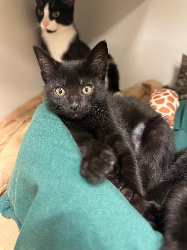 A baby medium-sized female Domestic Short Hair cat named Willow for adoption in Johnson City, TN