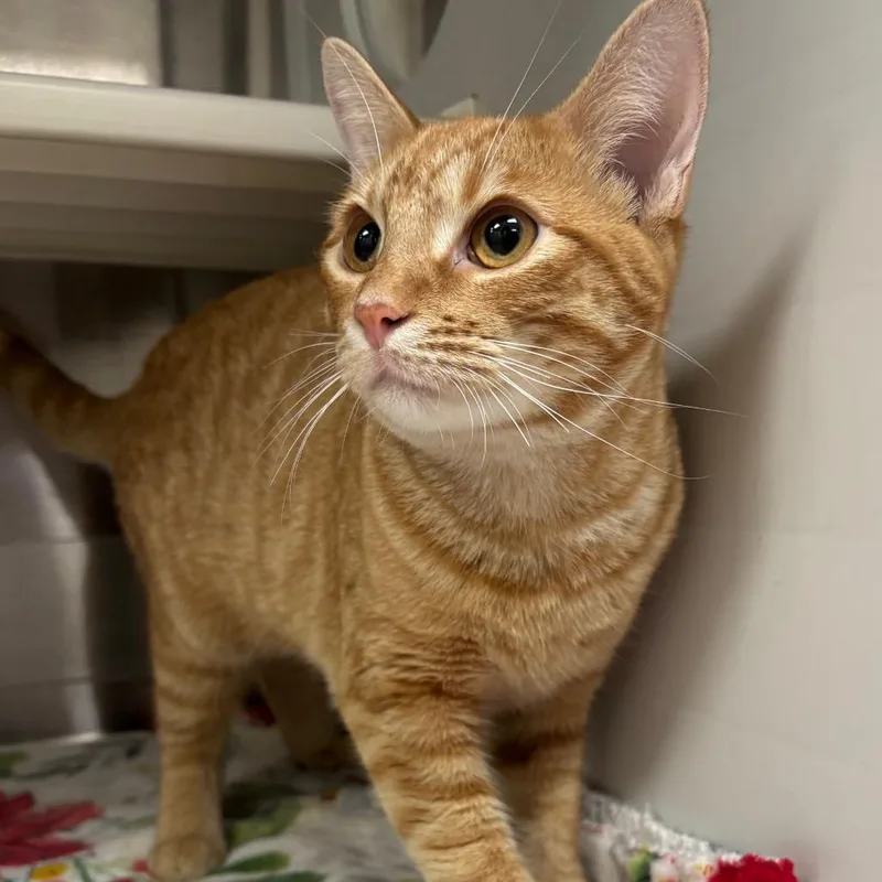 A young medium-sized male Domestic Short Hair cat named Zebra Cake for adoption in Corpus Christi, TX