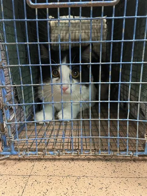 A young medium-sized male Domestic Short Hair cat named A for adoption in San Jose, CA
