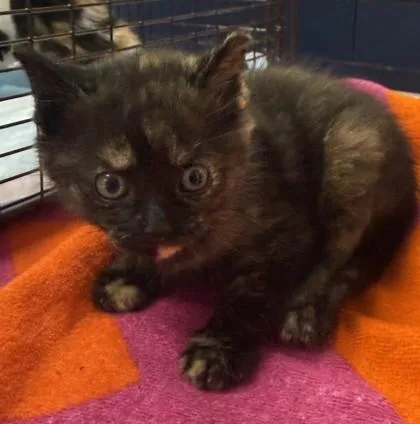 A young small-sized female Domestic Short Hair cat named B Cayenne for adoption in North Charleston, SC