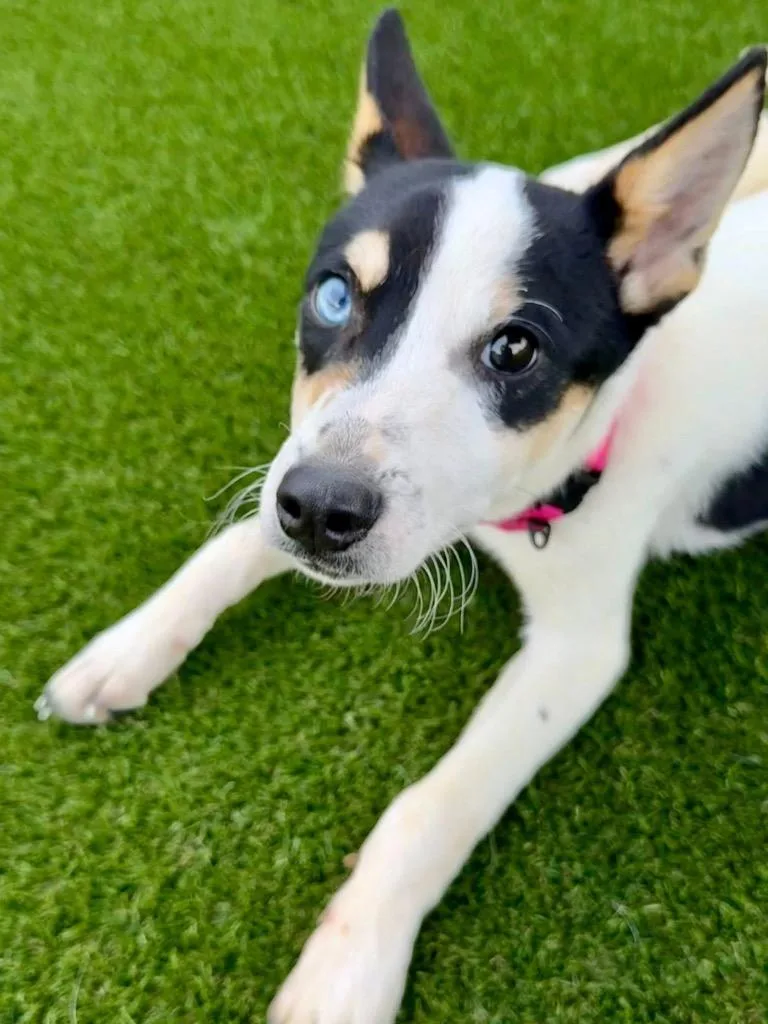 A young small-sized male Rat Terrier dog named Hamlin for adoption in Dalton, GA