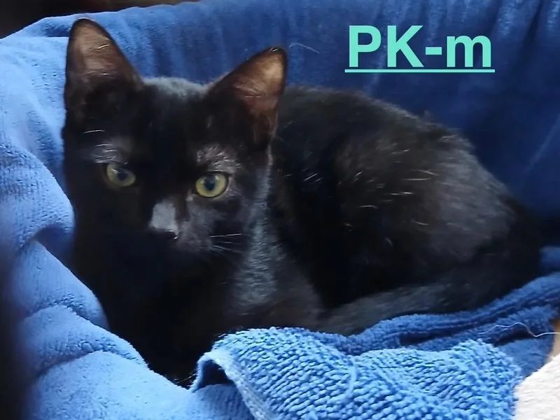 A baby small-sized male Domestic Short Hair cat named Pk for adoption in Brookhaven, MS