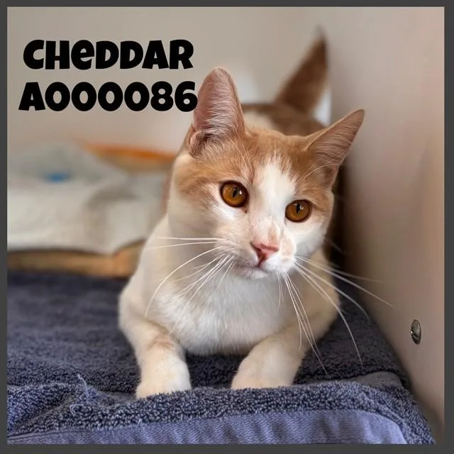 Cheddar