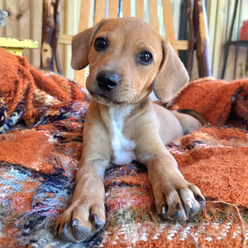 A baby medium-sized male Golden Mixed Breed dog named Richie for adoption in Prior Lake, MN