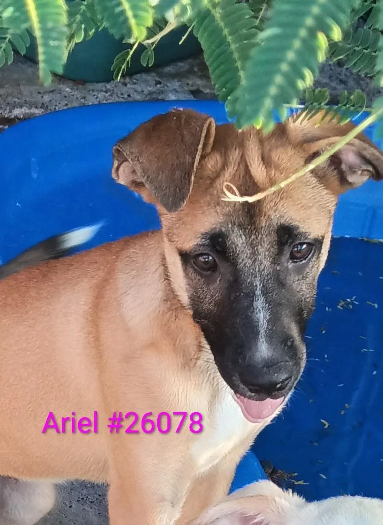 A young medium-sized female Tricolor (Brown, Black, & White) Mixed Breed dog named Ariel for adoption in Mexia, TX