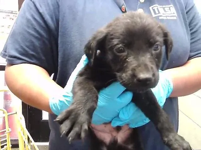 A baby small-sized male German Shepherd Dog dog named Monopoly for adoption in Tulsa, OK