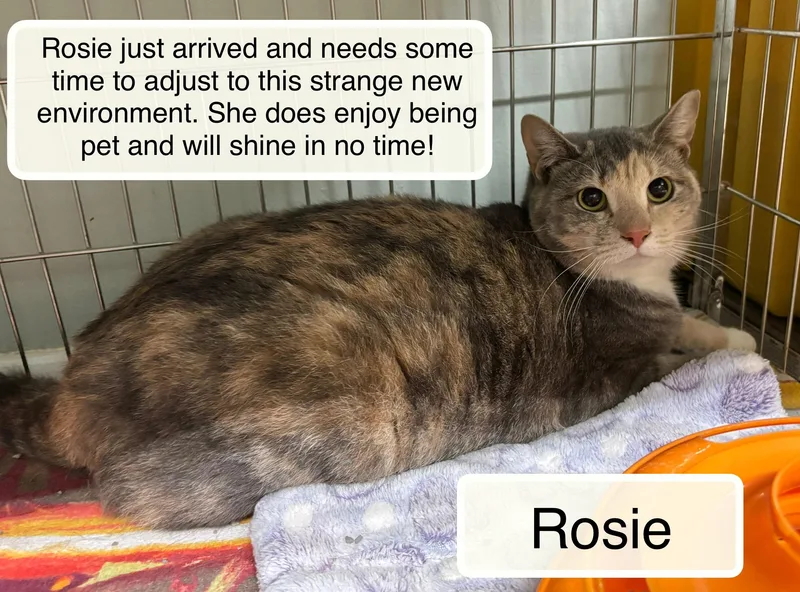Rosie