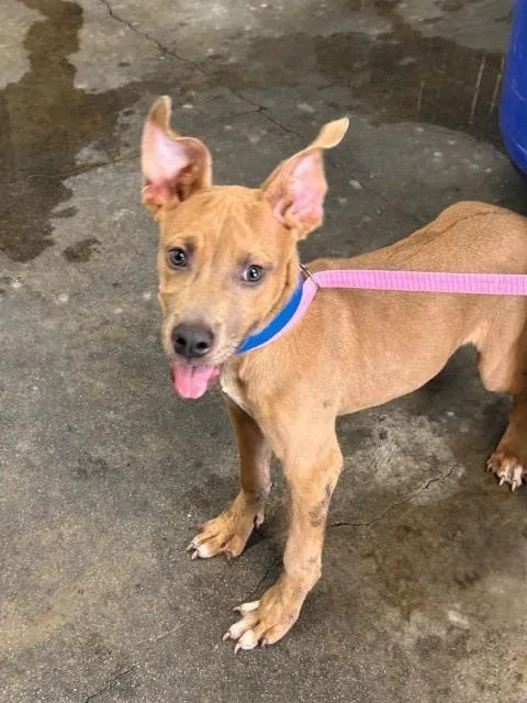 A young small-sized male Pit Bull Terrier dog named Hiro for adoption in San Bernardino, CA