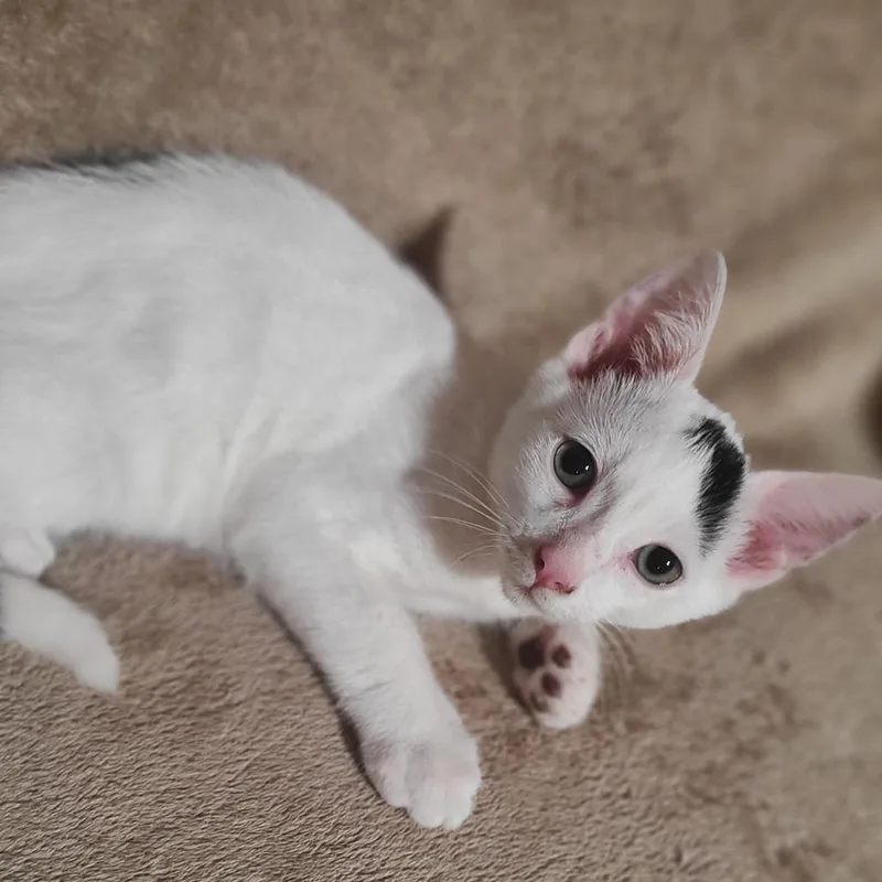 A baby medium-sized male White Domestic Short Hair cat named Piglet for adoption in Hudson, NY